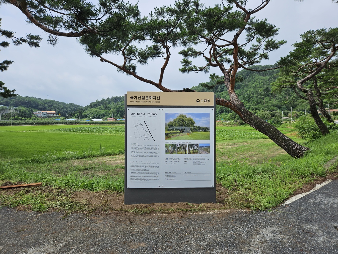 보은군청 국가산림문화자산